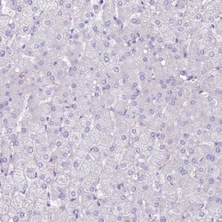 Invitrogen LRRC34 Polyclonal Antibody 100 &mu;L; Unconjugated:Antibodies,