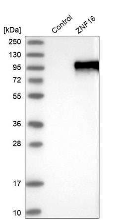 Invitrogen ZNF16 Polyclonal Antibody 100 &mu;L; Unconjugated:Antibodies,