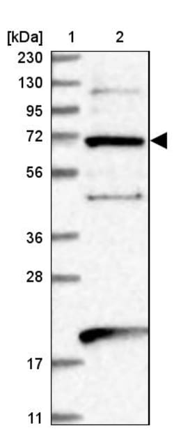 Invitrogen EEFSEC Polyclonal Antibody 100 &mu;L; Unconjugated:Antibodies,