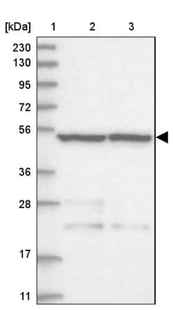 Invitrogen STAMBP Polyclonal Antibody 100 &mu;L; Unconjugated:Antibodies,
