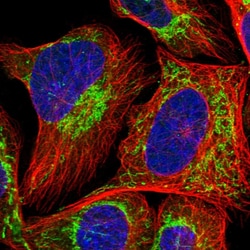 Invitrogen MRPS36 Polyclonal Antibody 100 &mu;L; Unconjugated:Antibodies,