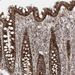Invitrogen MRPS36 Polyclonal Antibody 100 &mu;L; Unconjugated:Antibodies,