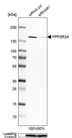 Invitrogen PPP2R3A Polyclonal Antibody 100 &mu;L; Unconjugated:Antibodies,