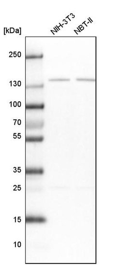 Invitrogen PPP2R3A Polyclonal Antibody 100 &mu;L; Unconjugated:Antibodies,