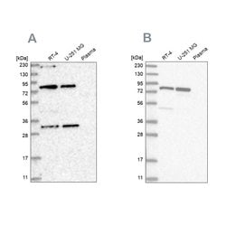 C4orf14 Polyclonal Antibody, Invitrogen 100 &mu;L; Unconjugated:Antibodies,