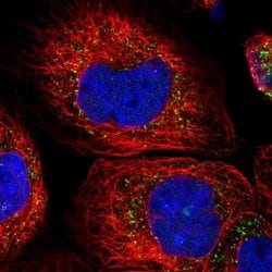 Invitrogen ACOX3 Polyclonal Antibody 100 &mu;L; Unconjugated:Antibodies,