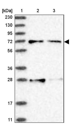 Invitrogen ACOX3 Polyclonal Antibody 100 &mu;L; Unconjugated:Antibodies,