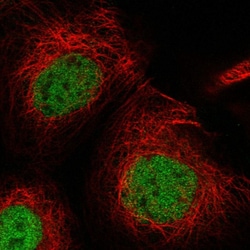 Invitrogen USP53 Polyclonal Antibody 100 &mu;L; Unconjugated:Antibodies,