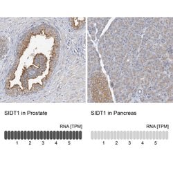 Invitrogen SIDT1 Polyclonal Antibody 100 &mu;L; Unconjugated:Antibodies,