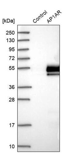 Invitrogen AP1AR Polyclonal Antibody 100 &mu;L | Buy Online | Invitrogen&trade; | Fisher Scientific