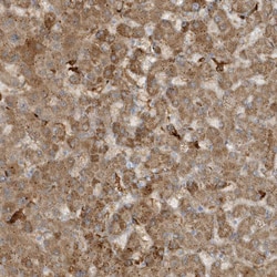 Invitrogen THG1L Polyclonal Antibody 100 &mu;L; Unconjugated:Antibodies,