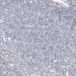 Invitrogen THG1L Polyclonal Antibody 100 &mu;L; Unconjugated:Antibodies,