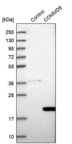 Invitrogen COMMD8 Polyclonal Antibody 100 &mu;L; Unconjugated:Antibodies,