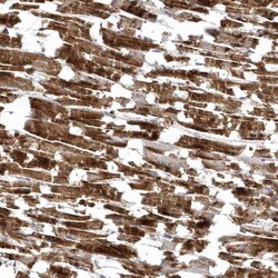 Invitrogen C1orf177 Polyclonal Antibody 100 &mu;L; Unconjugated:Antibodies,