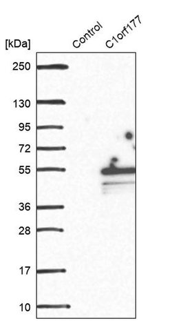 Invitrogen C1orf177 Polyclonal Antibody 100 &mu;L; Unconjugated:Antibodies,