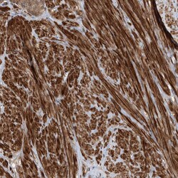 Invitrogen UBTD2 Polyclonal Antibody 100 &mu;L; Unconjugated:Antibodies,