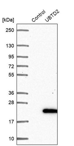 Invitrogen UBTD2 Polyclonal Antibody 100 &mu;L; Unconjugated:Antibodies,
