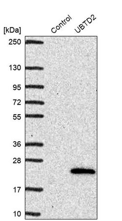 Invitrogen UBTD2 Polyclonal Antibody 100 &mu;L | Buy Online | Invitrogen&trade; | Fisher Scientific