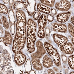 Invitrogen DCTD Polyclonal Antibody 100 &mu;L | Buy Online | Invitrogen&trade; | Fisher Scientific