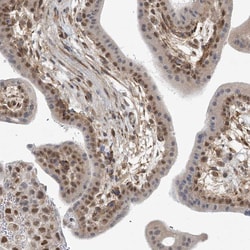 Invitrogen MED28 Polyclonal Antibody 100 &mu;L; Unconjugated:Antibodies,