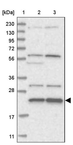 Invitrogen MED28 Polyclonal Antibody 100 &mu;L; Unconjugated:Antibodies,