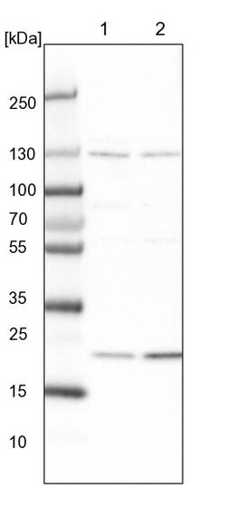Invitrogen MED28 Polyclonal Antibody 100 &mu;L; Unconjugated:Antibodies,
