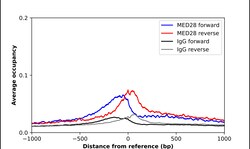Invitrogen MED28 Polyclonal Antibody 100 &mu;L; Unconjugated:Antibodies,