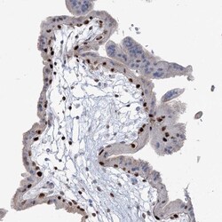 Invitrogen FAM206A Polyclonal Antibody 100 &mu;L; Unconjugated:Antibodies,