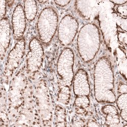 Invitrogen NUP54 Polyclonal Antibody 100 &mu;L; Unconjugated:Antibodies,