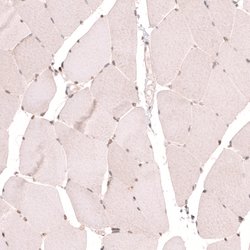 Invitrogen NUP54 Polyclonal Antibody 100 &mu;L; Unconjugated:Antibodies,