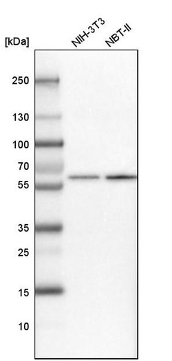 Invitrogen NUP54 Polyclonal Antibody 100 &mu;L; Unconjugated:Antibodies,