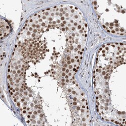 Invitrogen PLRG1 Polyclonal Antibody 100 &mu;L; Unconjugated:Antibodies,