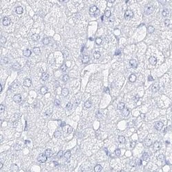 Invitrogen CSN3 (CASK) Polyclonal Antibody 100 &mu;L; Unconjugated:Antibodies,