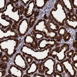 Invitrogen CSN3 (CASK) Polyclonal Antibody 100 &mu;L; Unconjugated:Antibodies,