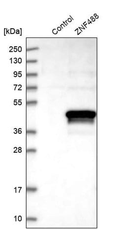 Invitrogen ZNF488 Polyclonal Antibody 100 &mu;L; Unconjugated:Antibodies,