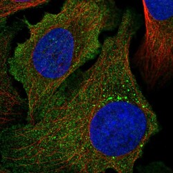 Invitrogen PCDHA1 Polyclonal Antibody 100 &mu;L; Unconjugated:Antibodies,