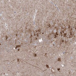 Invitrogen PCDHA1 Polyclonal Antibody 100 &mu;L; Unconjugated:Antibodies,