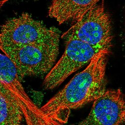 Invitrogen FEZ2 Polyclonal Antibody 100 &mu;L; Unconjugated:Antibodies,