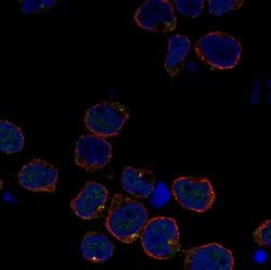 Invitrogen RGL4 Polyclonal Antibody 100 &mu;L; Unconjugated:Antibodies,