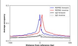 Invitrogen REPIN1 Polyclonal Antibody 100 &mu;L; Unconjugated:Antibodies,