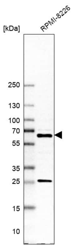 Invitrogen REPIN1 Polyclonal Antibody 100 &mu;L; Unconjugated:Antibodies,