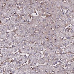 Invitrogen Tensin 1 Polyclonal Antibody 100 &mu;L; Unconjugated:Antibodies,