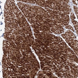Invitrogen FAM155B Polyclonal Antibody 100 &mu;L; Unconjugated:Antibodies,