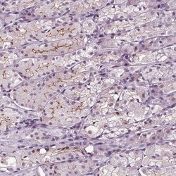 Invitrogen SLC9A4 Polyclonal Antibody 100 &mu;L; Unconjugated:Antibodies,