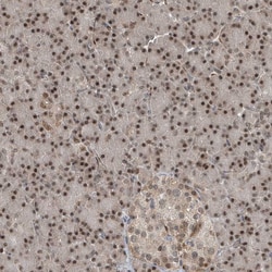 Invitrogen LAGE3 Polyclonal Antibody 100 &mu;L; Unconjugated:Antibodies,