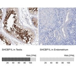 Invitrogen SHCBP1L Polyclonal Antibody 100 &mu;L | Buy Online | Invitrogen&trade; | Fisher Scientific