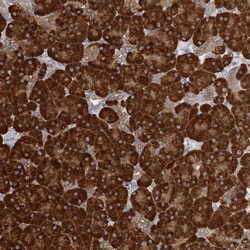 Invitrogen FAM110C Polyclonal Antibody 100 &mu;L | Buy Online | Invitrogen&trade; | Fisher Scientific