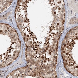 Invitrogen TAS2R42 Polyclonal Antibody 100 &mu;L; Unconjugated:Antibodies,