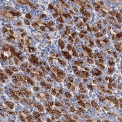 Invitrogen GPR155 Polyclonal Antibody 100 &mu;L; Unconjugated:Antibodies,