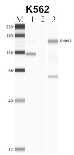 Invitrogen DHX57 Polyclonal Antibody 100 &mu;L; Unconjugated:Antibodies,